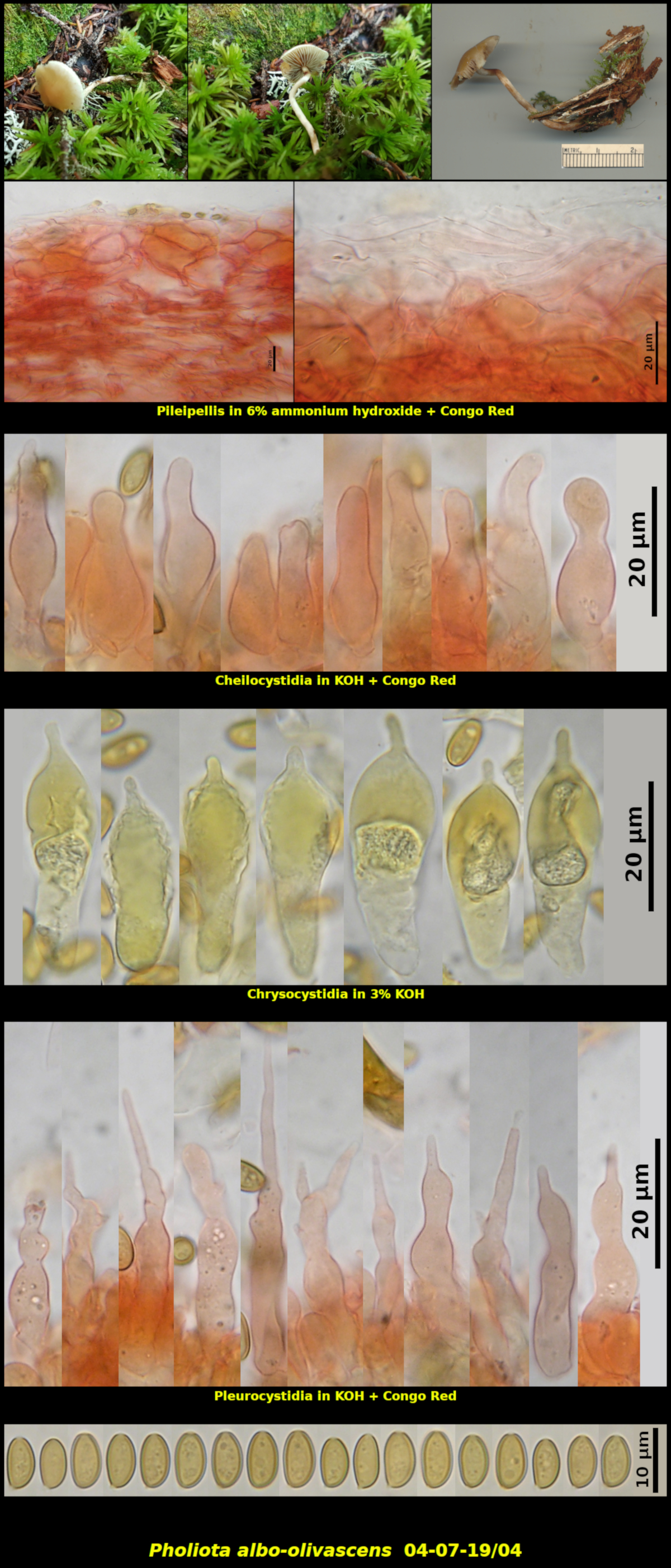 Picture of <i>Pholiota albo-olivascens</i>